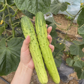 Cucumber, Melon  | 오이, 참외