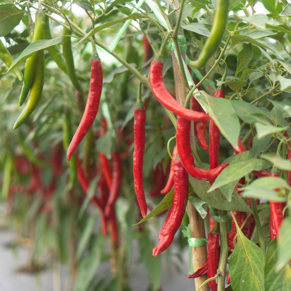 Chilli | 고추