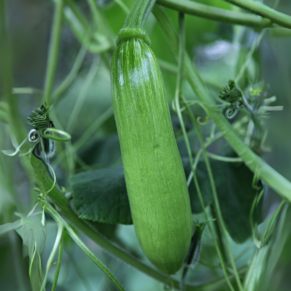 Zucchini | 호박