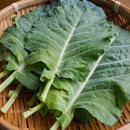 Korean Kale - Wrapper F1 Seeds | 맛짱쌈케일 씨앗-1