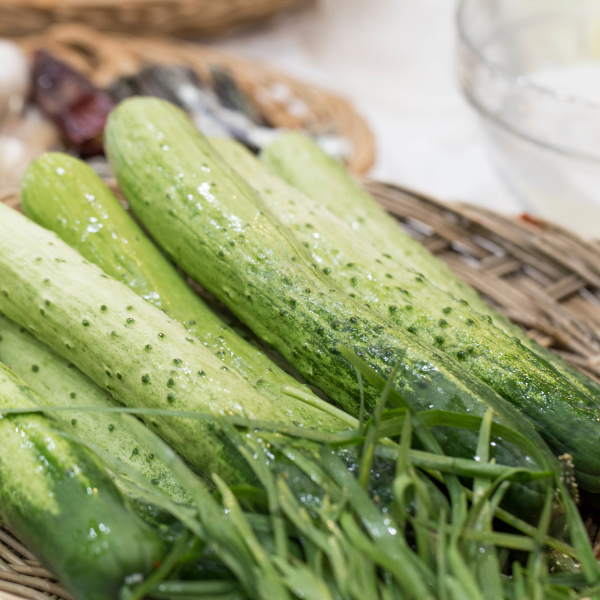 Korean Cucumber - Backdadagi Seeds | 백다다기오이 씨앗