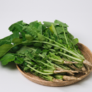 Korean Yeolmu - Nambu F1 Seeds | 남부춘하열무 씨앗-1