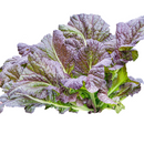 Korean Mustard Greens - Red Got Seeds | 적갓 씨앗-1
