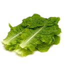 Korean Lettuce - Hanbat Green Skirt F1 Seeds | 청치마상추 씨앗-1