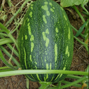 Korean Zucchini - Spotty Seeds | 얼룩풋호박(호박잎) 씨앗-1