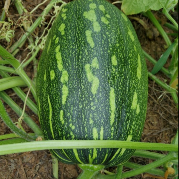 Korean Zucchini - Spotty Seeds | 얼룩풋호박(호박잎) 씨앗