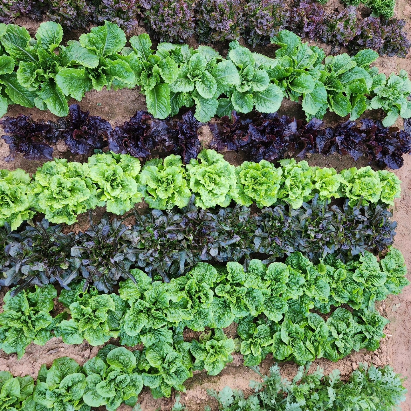 Wonder Seeds