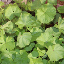 Korean Mallow - Skirt Leaf Seeds | 치마아욱 씨앗-1