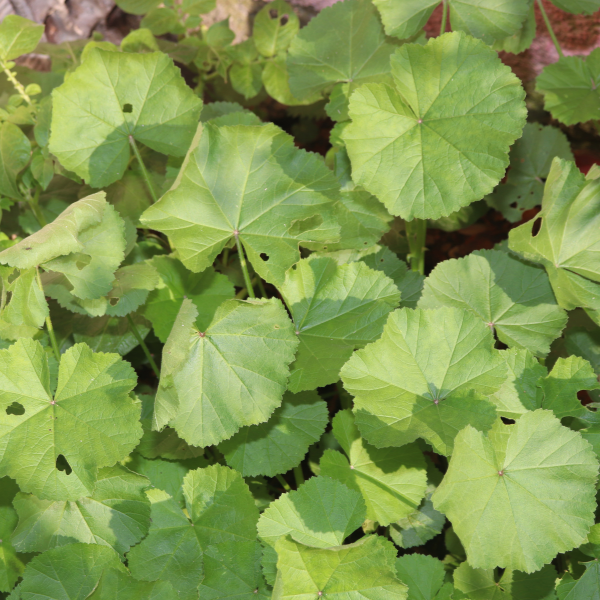 Korean Mallow - Skirt Leaf Seeds | 치마아욱 씨앗