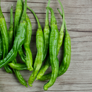 Korean Chilli - Kwari F1 Seeds | 꽈리고추 씨앗-1