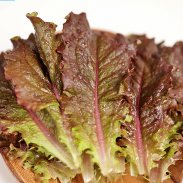 Korean Lettuce - Red Skirt Seeds | 적치마상추 씨앗