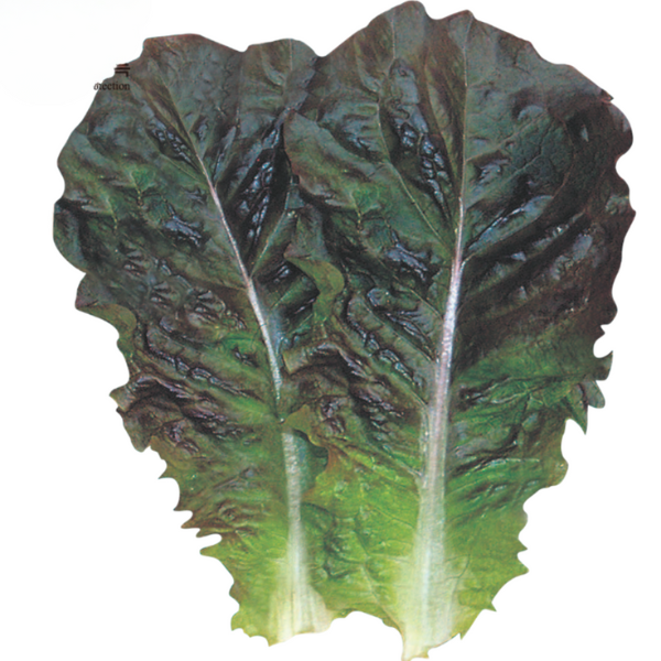 Korean Lettuce - Black Skirt F1 Seeds | 먹치마상추 씨앗