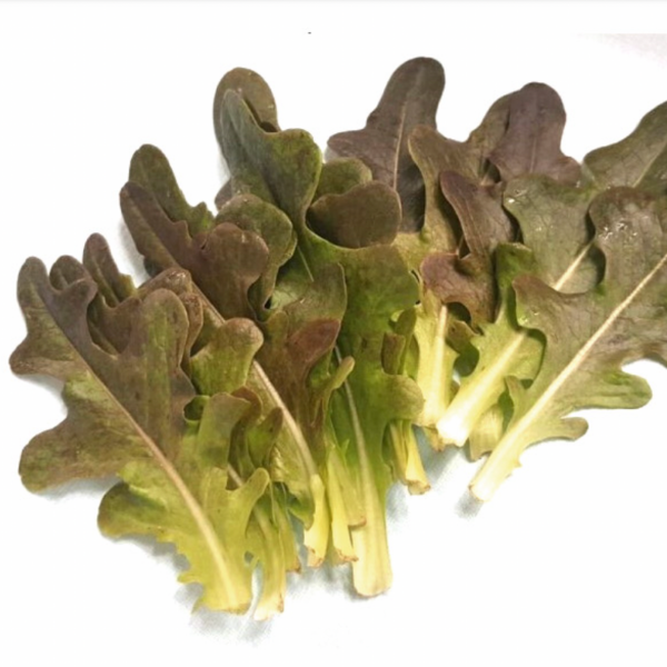 Lettuce - Red Oak Seeds | 적쌈오크 씨앗