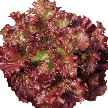 Korean Lettuce - Sum Flower Seeds | 꽃상추 씨앗